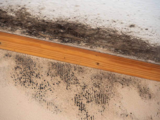 Forensic Mold Investigation in Des Peres, MO