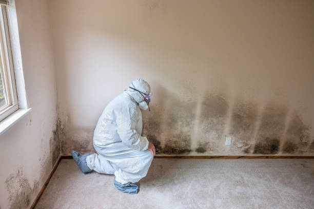 Mold Remediation for Vacation Homes in Des Peres, MO